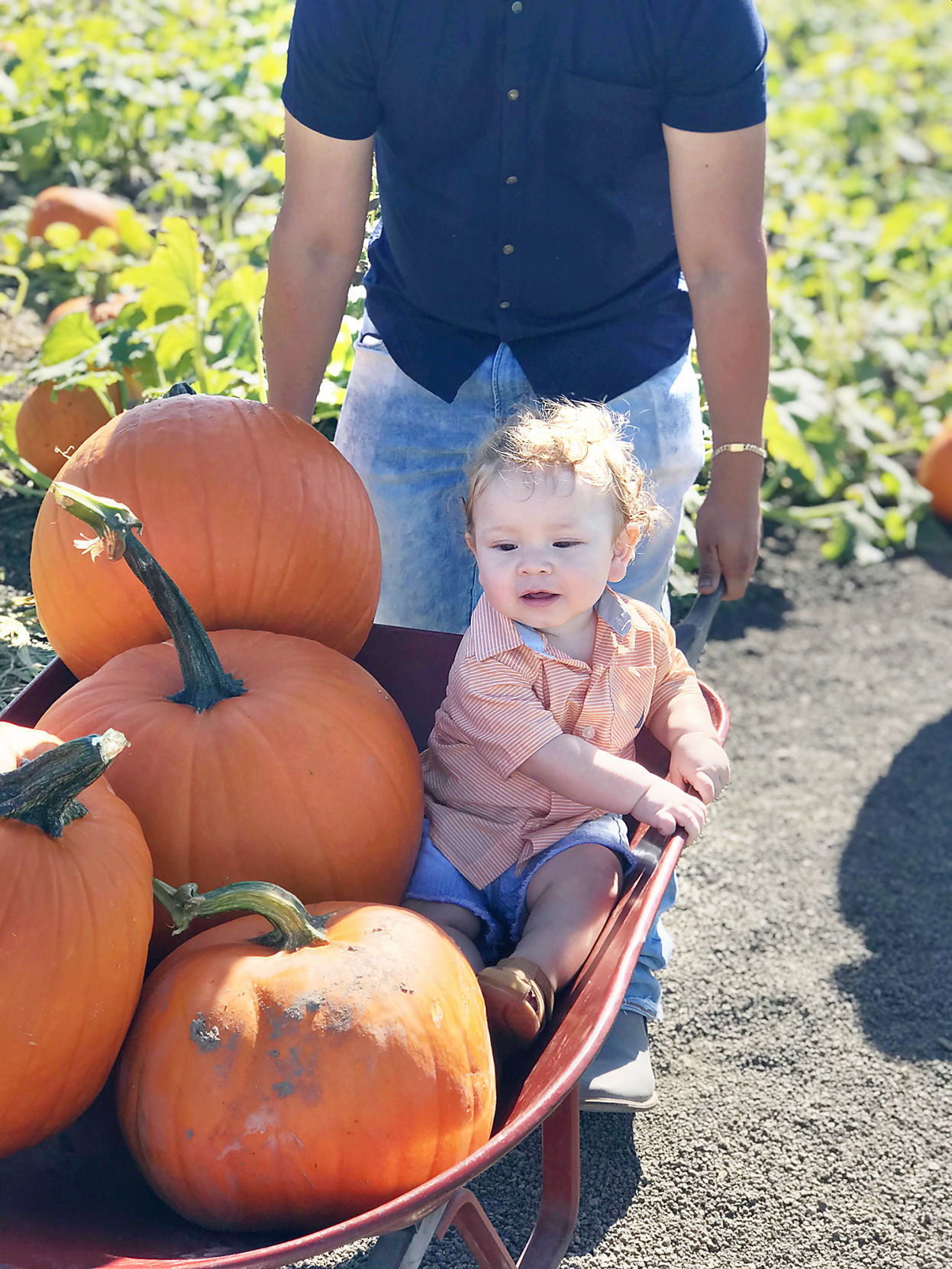 Pumpkin Patch